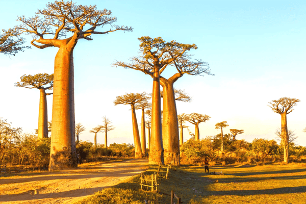 beautiful baobab trees at sunset at the avenue of the baobabs in madagascar