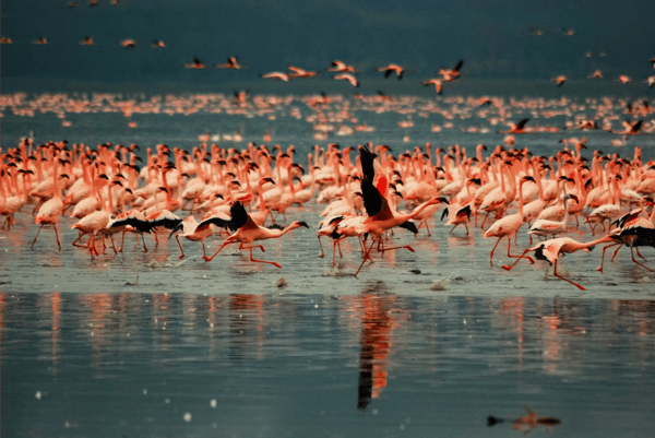 group of flamingoes flying at the lake nakuru kanya east africa