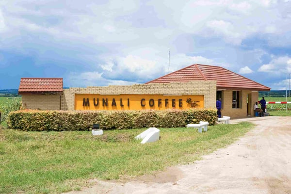 munali coffee farm near lusaka