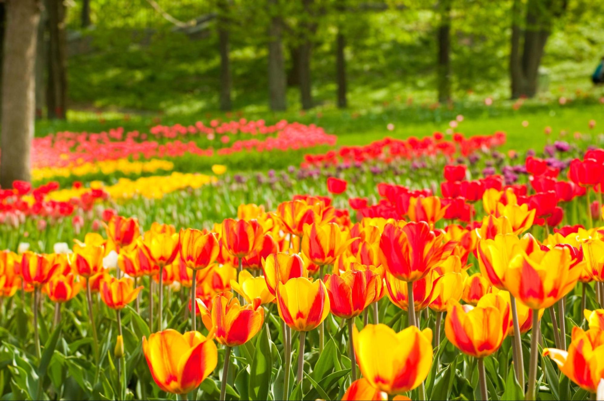 Bed of tulips in a garden of Istanbul