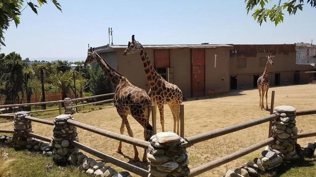 Jungle Zoo