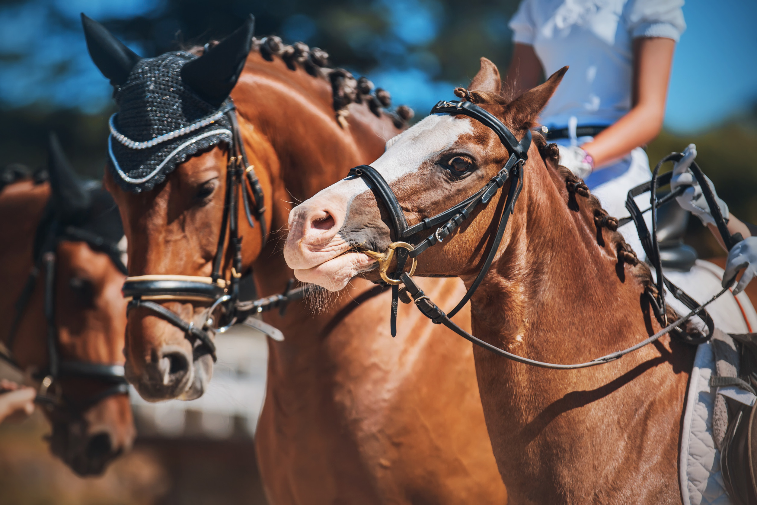 Portrait Of Horses During Horse Riding