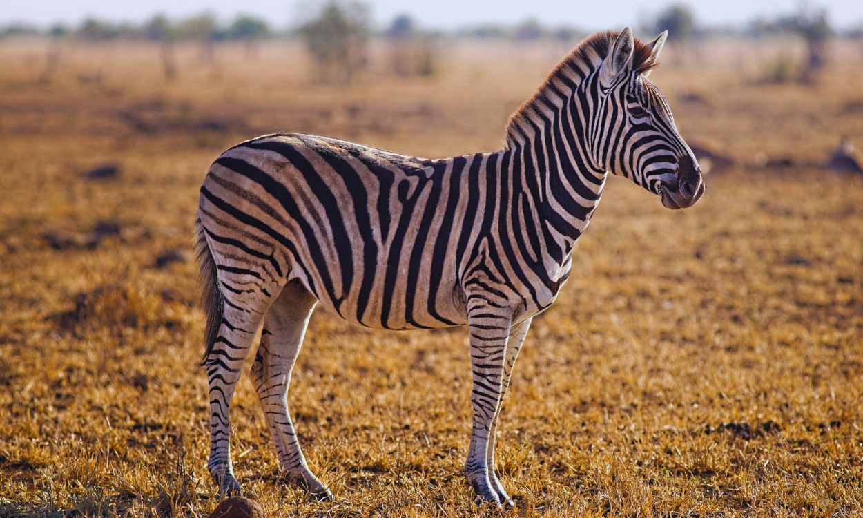 The Izmir Wildlife Park