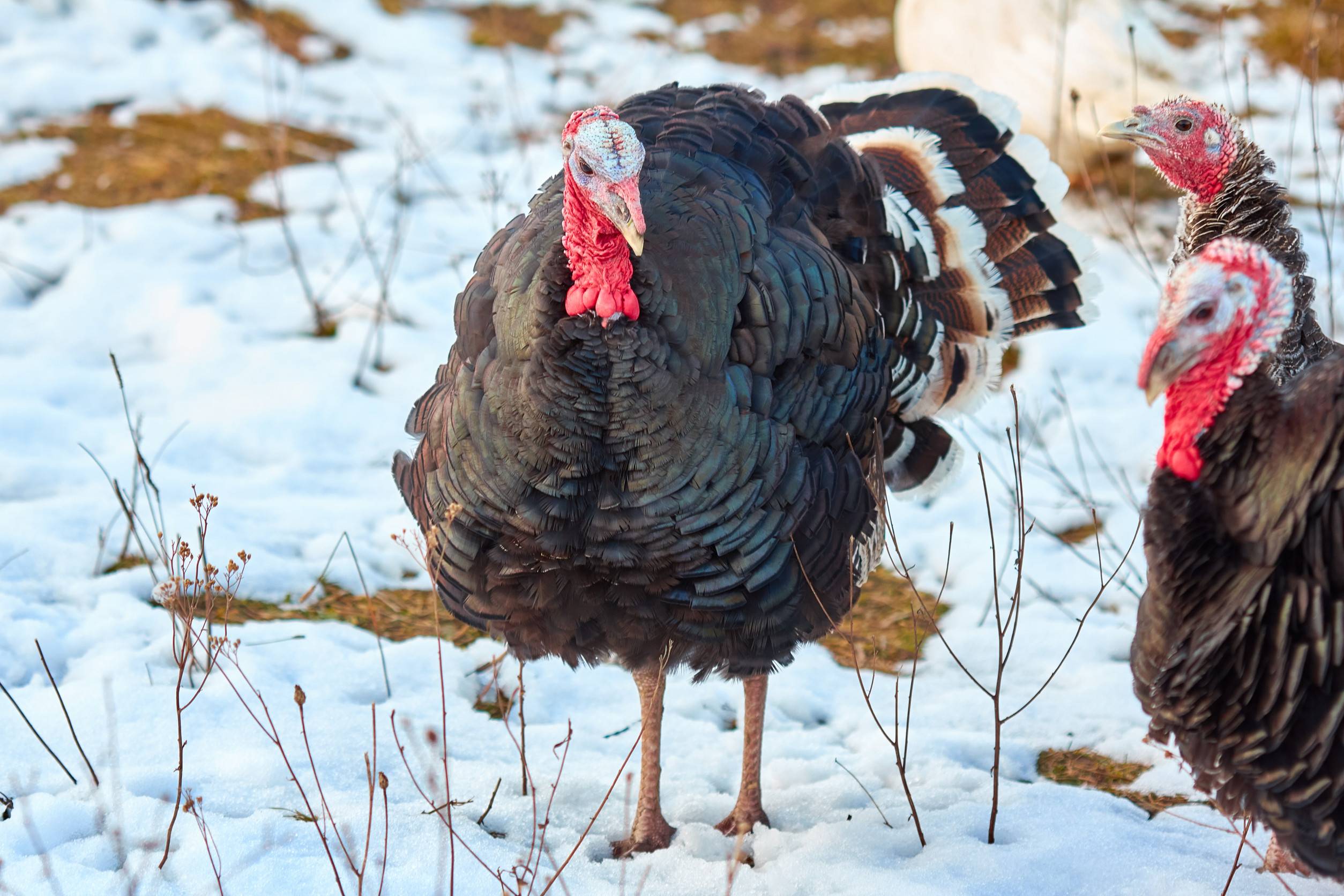 Turkeys Grazing And Walking On The Winter Meadow