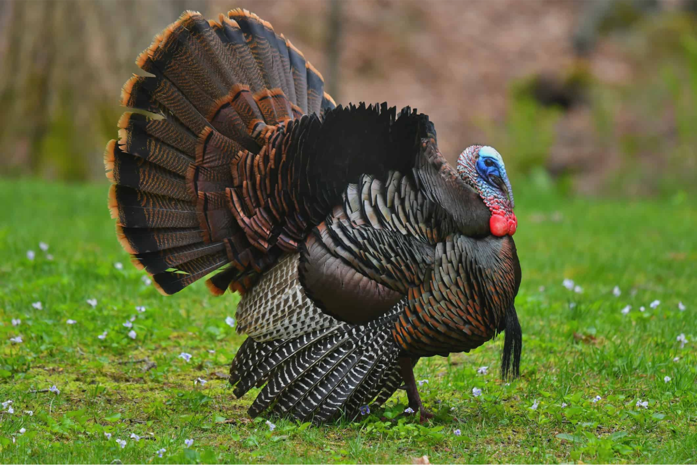 Understanding Turkey's Immense Size